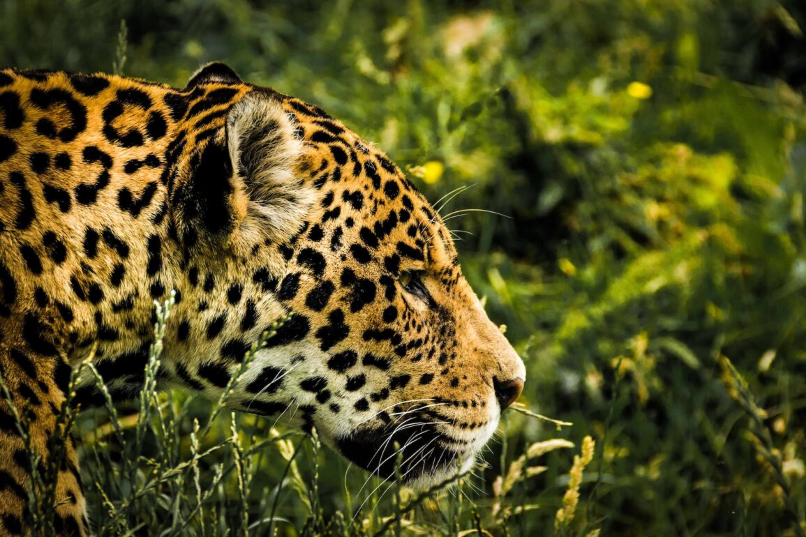 5 choses que vous ne saviez pas sur les jaguars