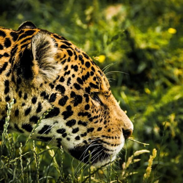 5 choses que vous ne saviez pas sur les jaguars