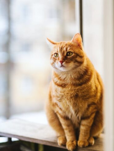 selective focus photography of orange tabby cat