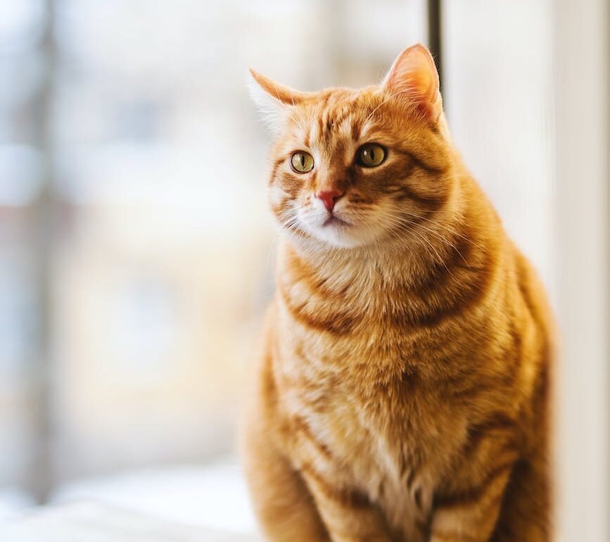 selective focus photography of orange tabby cat