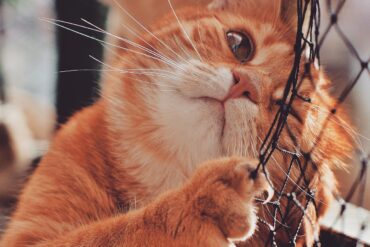 orange cat on focus photography